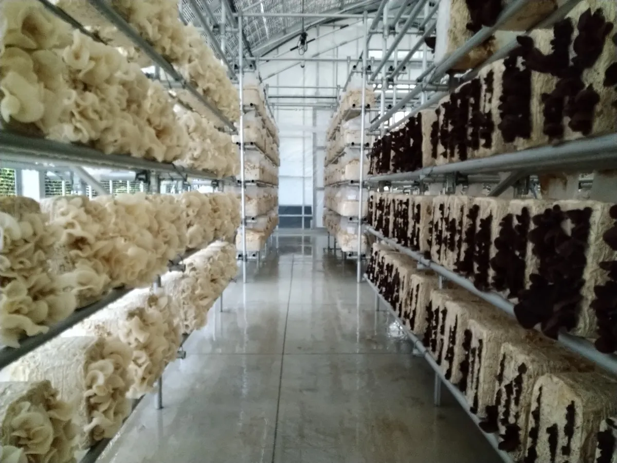 安心の無農薬栽培