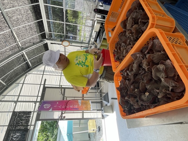 手作業での丁寧な収穫